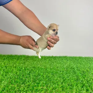 Chihuahua - Lita