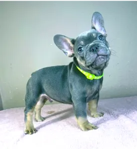 Bulldog francez - Brad