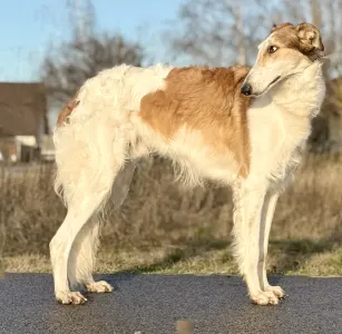 Orosz agár - Carskiy Favorit Vyigrysh 