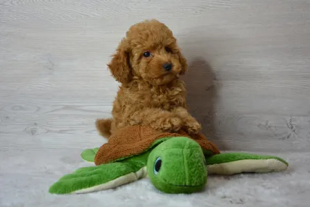 Poodle Miniature - Remy