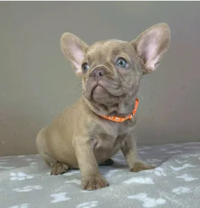 Francia bulldog - Tilda