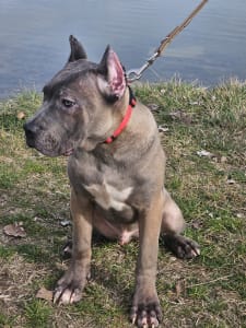 Cane Corso Italiano - Guardiano Della Notte Carlos