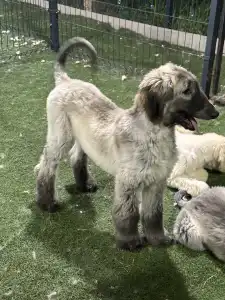 Afghanischer Windhund - Xavian