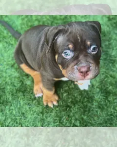 l'American Bully - Standard - Huckleberry 