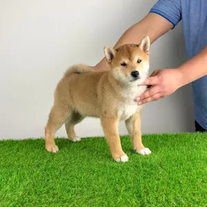 Shiba Inu - Leni