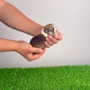 Pembroke Welsh Corgi - Yana