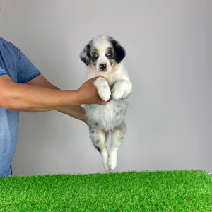 Australian Shepherd - Talizman