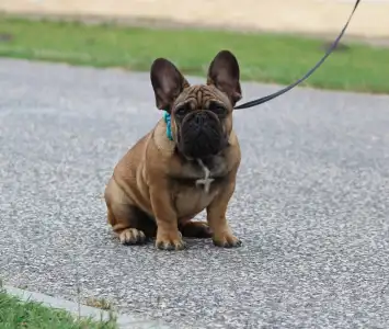 Francia bulldog - Hajósbulldy Milkman