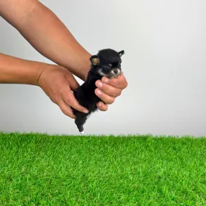 Chihuahua - Fatima
