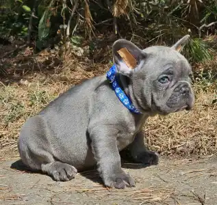 French Bulldog - Sam Silver Blue