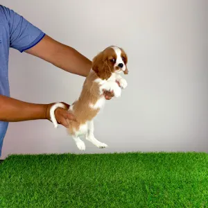 Cavalier King Charles Spaniel - Tici
