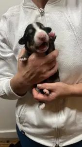 Entlebucher Sennenhund - Geisy Helvétsky Priateľ