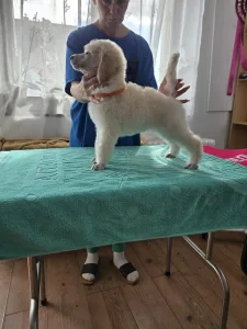 Grosspudel - Fortuna Avior Amira