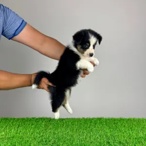 Australian Shepherd - Volly