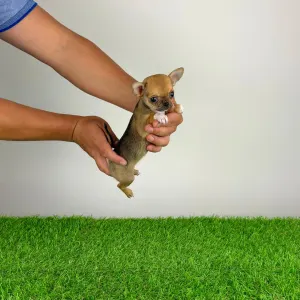 Chihuahua - Birdy
