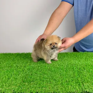 German Pomeranian Spitz - Sunkiss