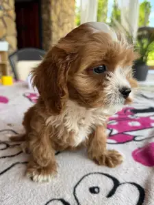 Cavapoo - Charlie