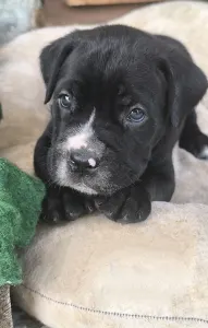 Cane Corso Italiano - Ezra