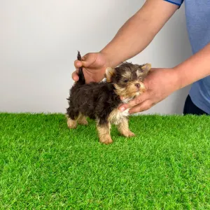 Yorkshire Terrier - Rocco