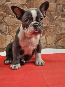 Francuski buldog - Dodo