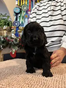 Angol Cocker spániel - Gucci