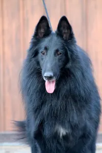 Belgischer Schäferhund - De La Terre Sauvage