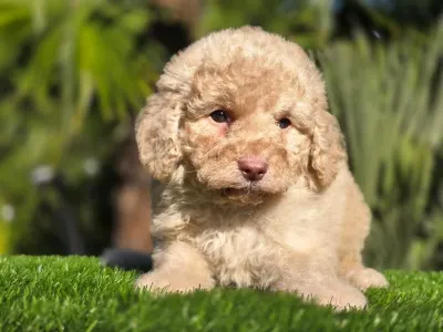 Cavapoo - Mia