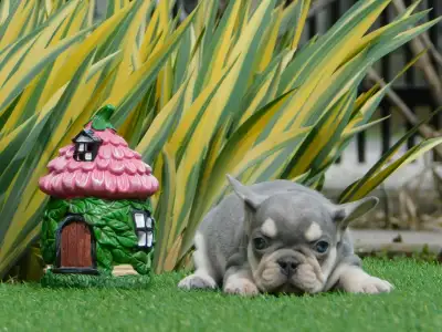 French Bulldog - Lara 