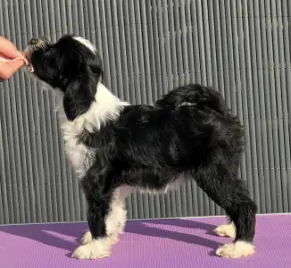 Terrier tibétain - Lupita