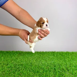 Кавалер кинг-чарльз-спаниель - Effi