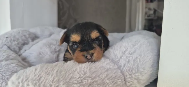Yorkshire terrier - Lamborghini Aventador
