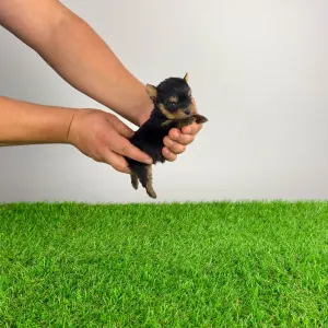 Yorkshire Terrier - Kick