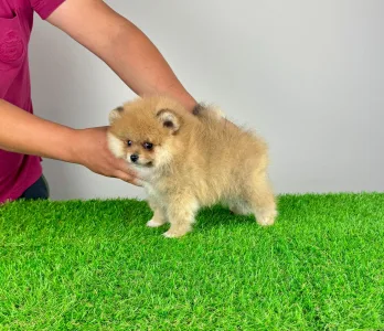 Pomeranian - Domino 