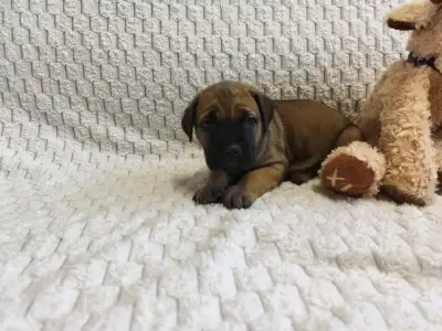 Cane Corso Italiano - Forza Di Diavolo Electra