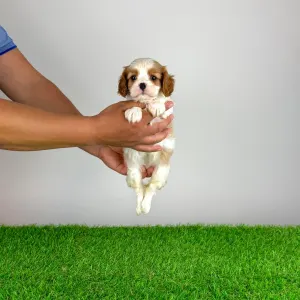 Cavalier King Charles spániel - Neele