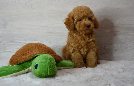 Poodle Miniature - Remy