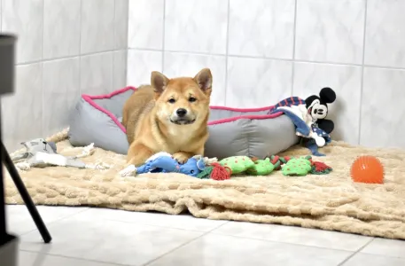 Shiba Inu - Bravados Benika