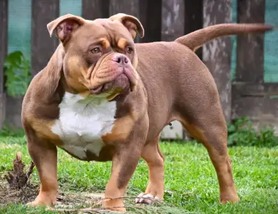 American Bully - Pocket - Ghostface Fighters Kennel