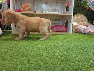 Angol Cocker spániel - Rex