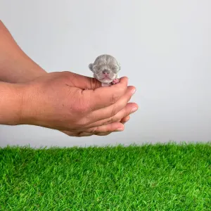 Чихуахуа - Franziska