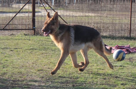 German Shepherd Dog - Qeb