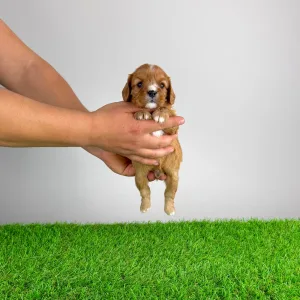 Кавалер кинг-чарльз-спаниель - Eddie