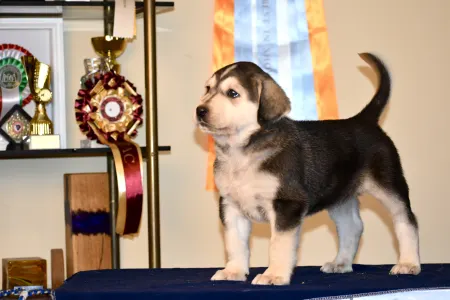 Central Asia Shepherd Dog - Alabay Putskov