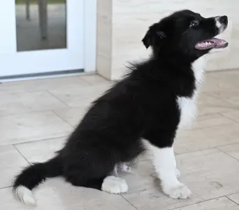 Border Collie - Cool Dark Design