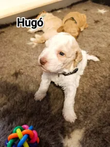 Lagotto romagnolo - Best Hun-ter World Hugo