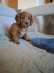 Cavapoo - Cavapoo M