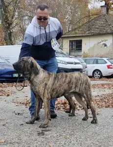 Fila Brasileiro - Hektor De Oro Puro