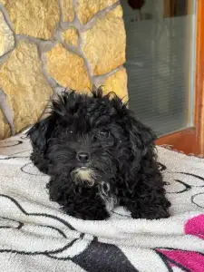 Maltipoo - Oreo