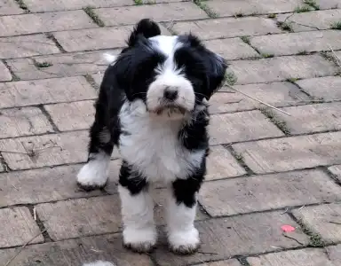 Tibetan Terrier - Saumur Zig-zag