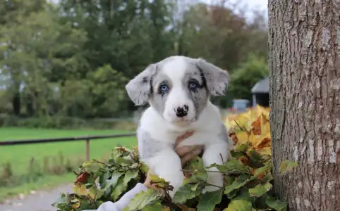 Вельш-корги кардиган - Augustus Ebonit Exclusive